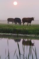 Cows in the fog along the Haarlemmertrekvaart canal