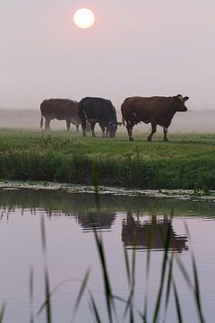 Kühe im Nebel entlang des Haarlemmertrekvaart-Kanals von Menno van Duijn