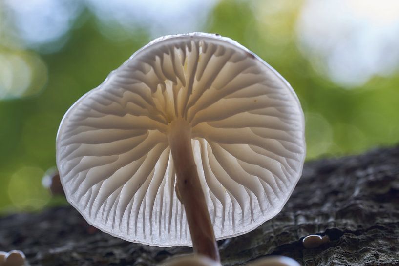 Porzellanpilz von unten mit Bokeh von Ad Jekel