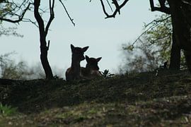 Zwei junge Damhirsche in den Amsterdamer Wasserversorgungsdünen'. von Capture the Moment 010