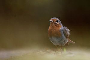 rouge-gorge