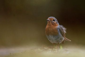 robin by Petra Lakerveld