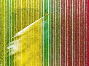 Tulips sprayed by an agricultural sprinkler seen from above