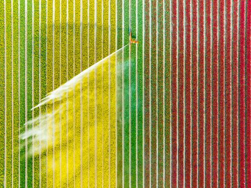 Tulpen besproeid door een landbouwsproeier van bovenaf gezien