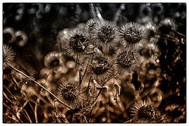 Thistles by Jan Brand