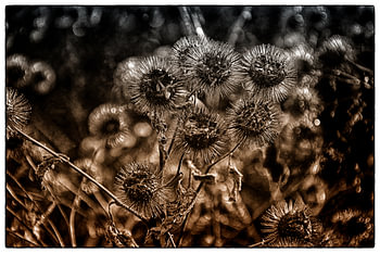 Thistles