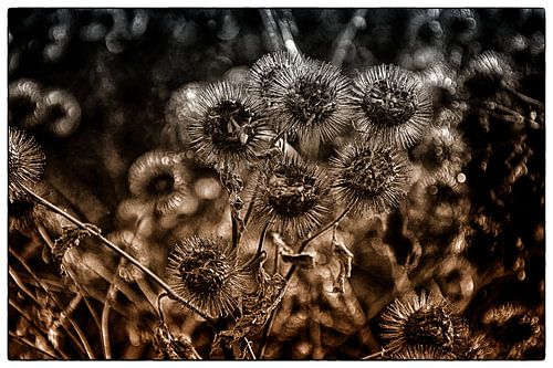 Thistles