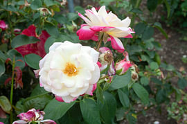 Rosa ‘Nellie Neil’ rose van Richard Wareham