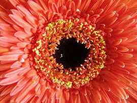 Gerbera orange