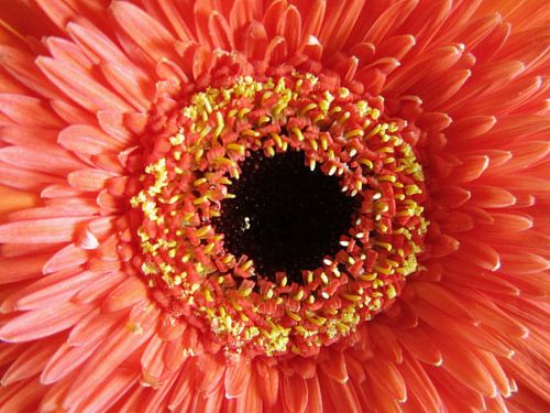 Gerbera orange