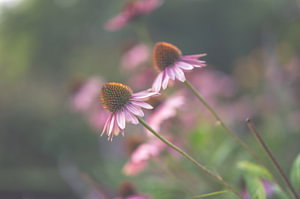 Blumen Teil 225