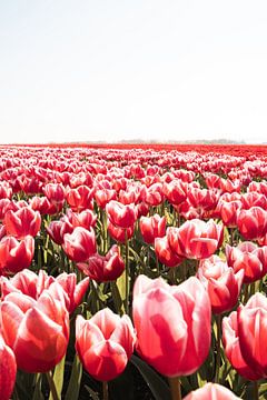 Rode Tulpen In Flevoland van Henrike Schenk