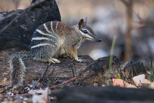 Numbat van Rick van der Weijde