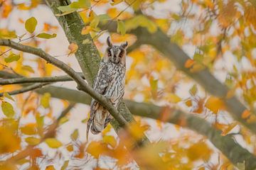 Long-eared owl in autumn setting. by Larissa Rand