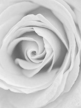 Rose van Naturzauberin