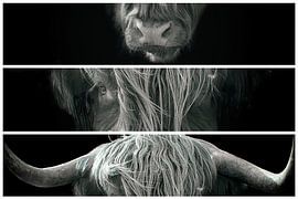 Schotse hooglander collage