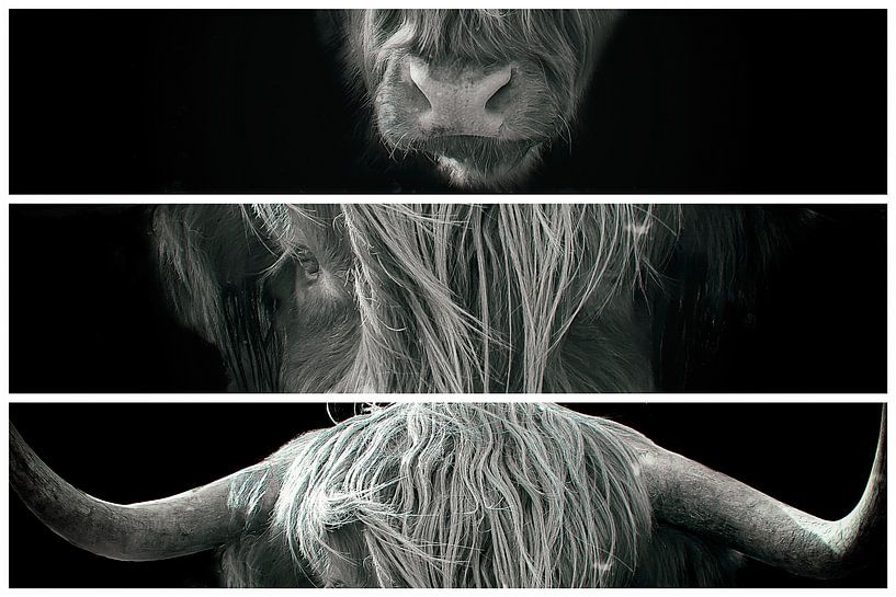 Scottish highlander collage by Humphry Jacobs