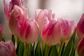 Tulips in the window closeup by Joran Quinten