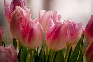 Tulpen im Fenster Großaufnahme