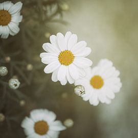 Entfalten von Studio Woodlands and Wildflowers