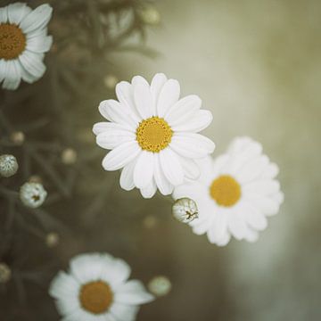 Entfalten von Marlous Winters