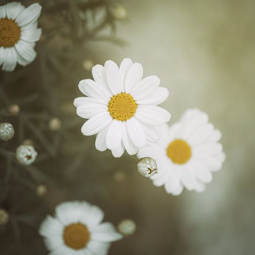 To blossom by Marlous Winters