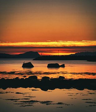 Een kuifaalscholver rustend in de ondergaande zon op Godøy, Noorwegen van qtx