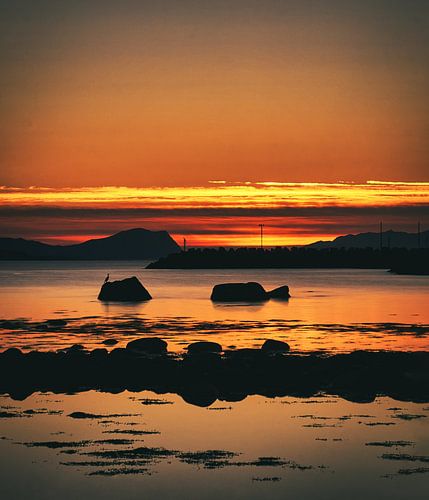 Een kuifaalscholver rustend in de ondergaande zon op Godøy, Noorwegen