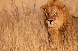 Lion looking right at you by Damien Franscoise