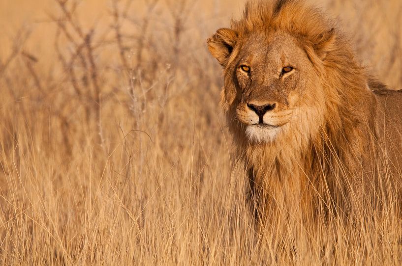 Un lion qui vous regarde droit dans les yeux par Damien Franscoise