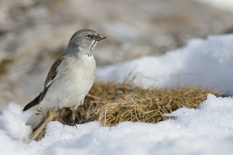 in the habitat... Snow sparrow ( Montifringilla nivalis ) in the Alps by wunderbare Erde