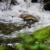 Fischreiher am Schwarzwaldbach von Ingo Laue