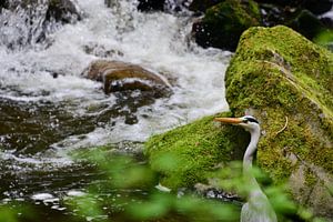 Fischreiher am Schwarzwaldbach