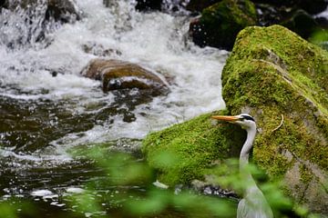 Héron sur le ruisseau de la Forêt-Noire sur Ingo Laue
