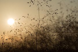 zonsondergang in het gras