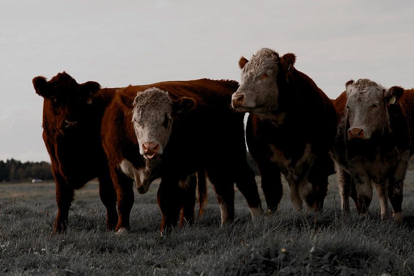 Cows in the meadow. by Tallest_tulip
