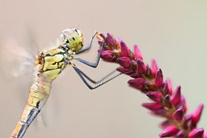 Heidelibel op bloem van Danny Slijfer Natuurfotografie