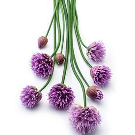 Chives or Allium shoeoprasum on a white background by Ruurd Dankloff