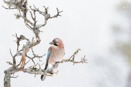 Geai (Garrulus glandarius) sur une branche pendant une tempête de neige