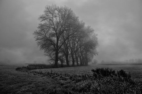 Als deze bomen konden spreken...