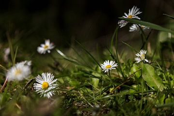 Margrietjes in het ochtendlicht 4 van Percy's fotografie