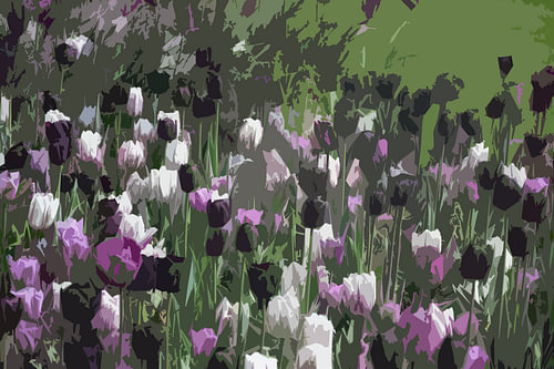 Tulpen