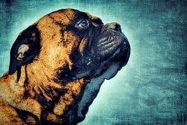 Lief en stoere hond von Studio Mirabelle