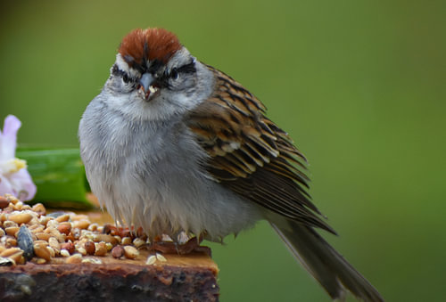 Een vink bij de voederplek in de tuin