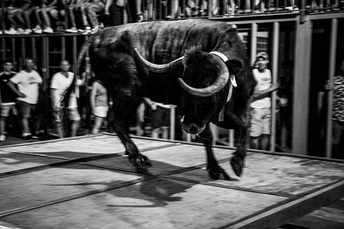 Bullfight by Arie-Jan Eelman