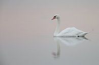 Zwaan in ochtendlicht van Menno Schaefer thumbnail