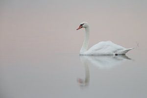 Zwaan in ochtendlicht