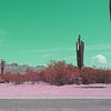 Cactus dans le paysage du désert d'Arizona sur Luci Boreali