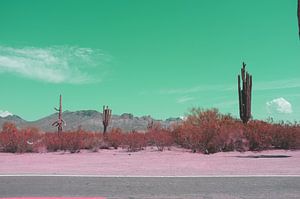 Cactus in the Arizona desert landscape