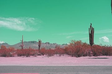 Cactussen in het woestijnlandschap van Arizona van Hozho Naasha